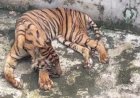 Lagi, Harimau Koleksi Medan Zoo Mati 