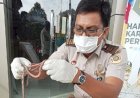 Cacing Nipah Asal Sumut Rutin Dipasok ke Malaysia 