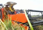 Stok Beras Aman di Sumut, Pj Gubernur: Terima Kasih Untuk Para PetaniSt