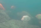 Pj Gubsu Dan Badan Otorita Agar Segera Tuntaskan Penanggulangan Ikan Red Devil di Danau Toba