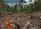 Walhi Sumut Temukan Jejak Penebangan Pinus dan Eucalyptus Seluas 14 Ha di Hulu Sungai Aek Sibuni-buni Humbahas